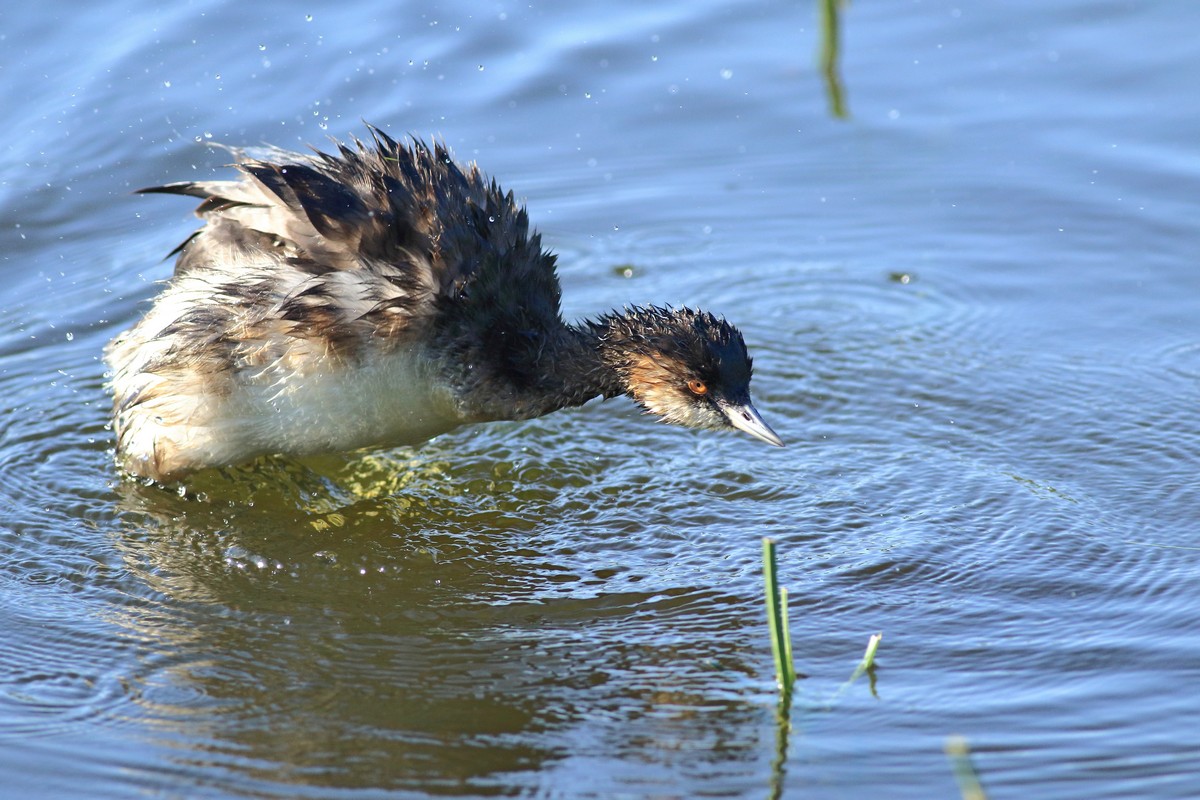 Svasso piccolo ( Podiceps nigricollis )